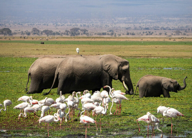 5 Days Amboseli, Tsavo West And Tsavo East_3