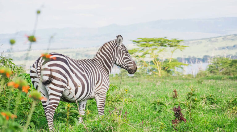 5 Days Lake Nakuru and Masai Mara Safari_2