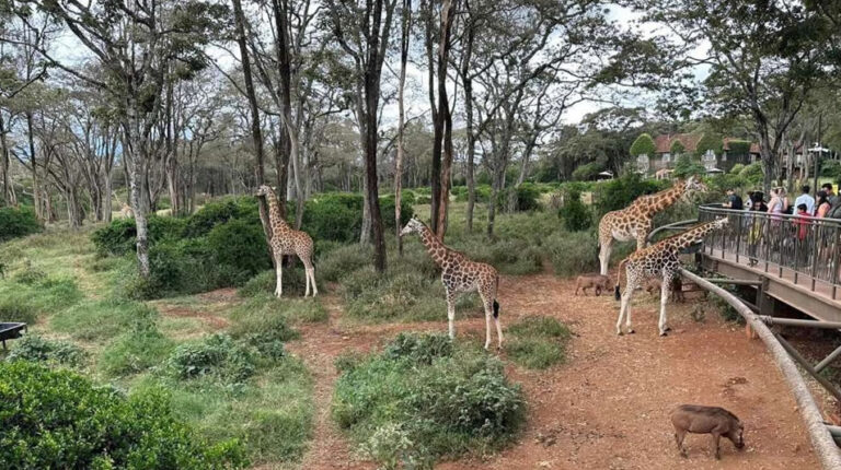 giraffe center