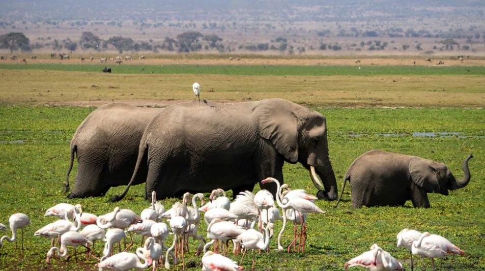 5 Days Amboseli, Tsavo West And Tsavo East_3