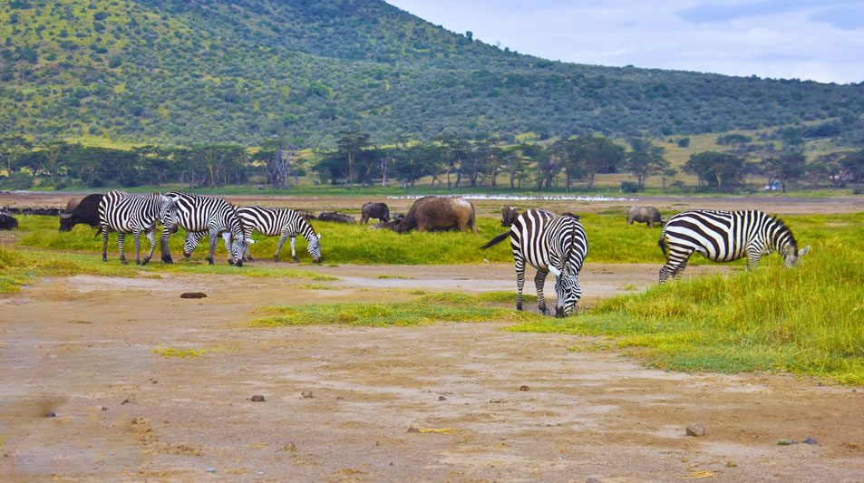 5 Days Lake Nakuru and Masai Mara Safari_1