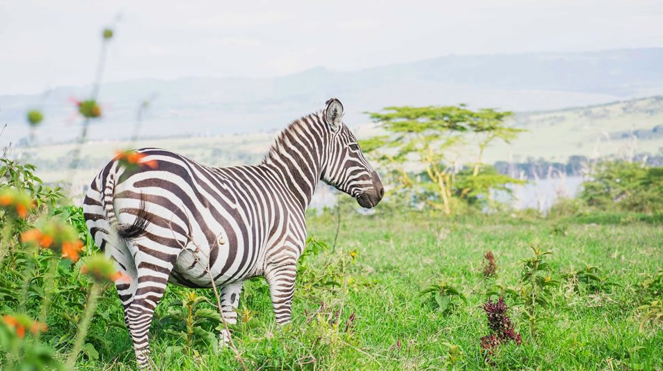 5 Days Lake Nakuru and Masai Mara Safari_2