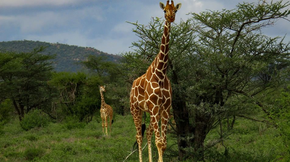 7 Days Samburu, Aberdare, Lake Nakuru And Masai Mara Safari_2